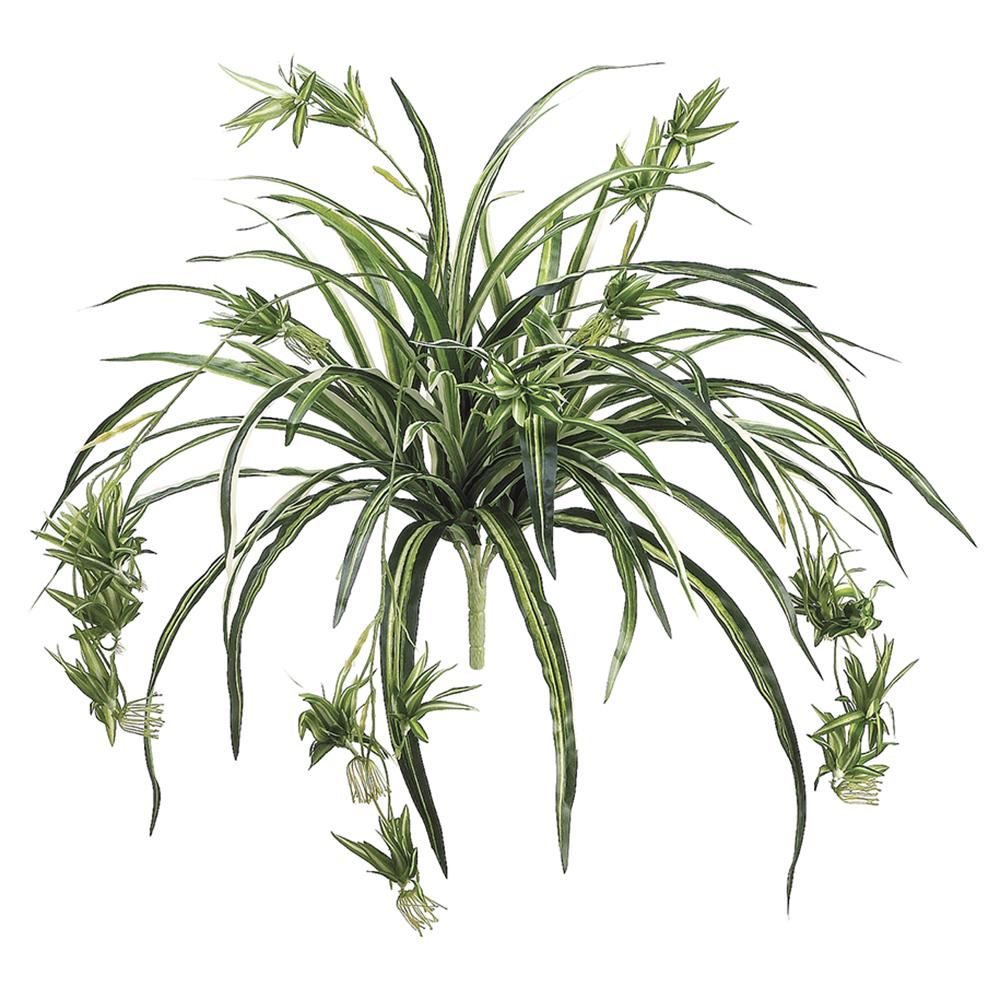 34" Green/White Spider Plant