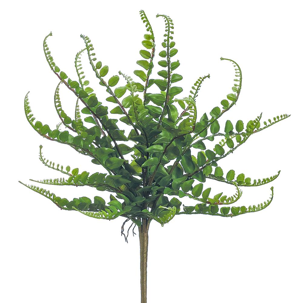 16" Green Button Fern Bush