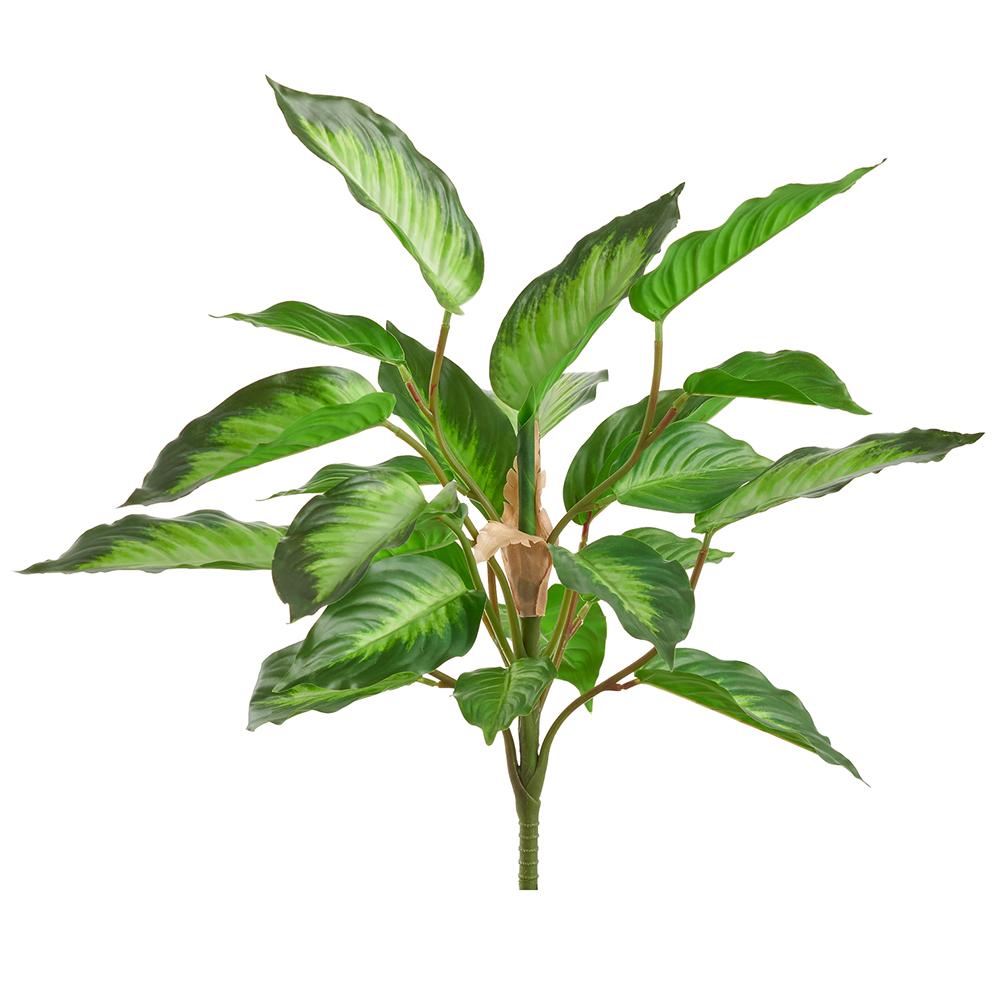 19" Cream/Green Rohdea Japonica Bush