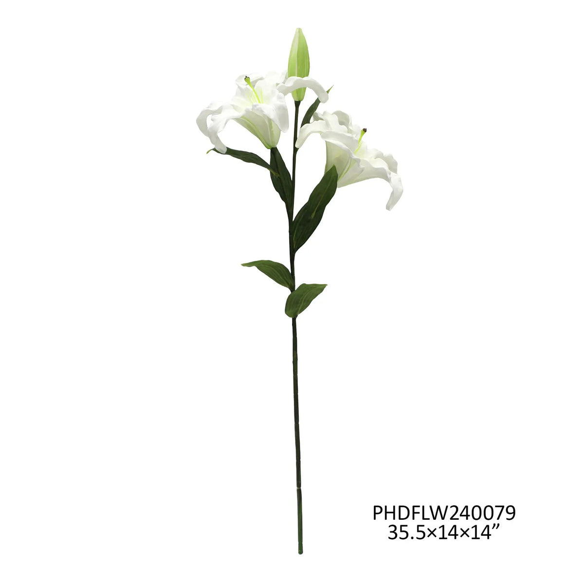 35" Asiatic White Lily