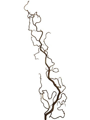 36.5″ Curly Willow Branch Two Tone Brown