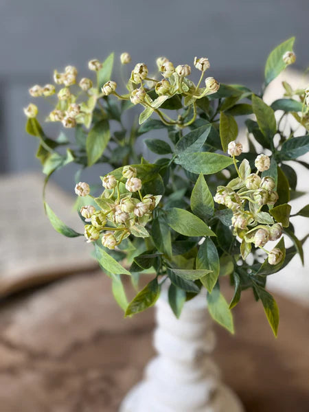 14" Cream| Lullaby Buds Bush