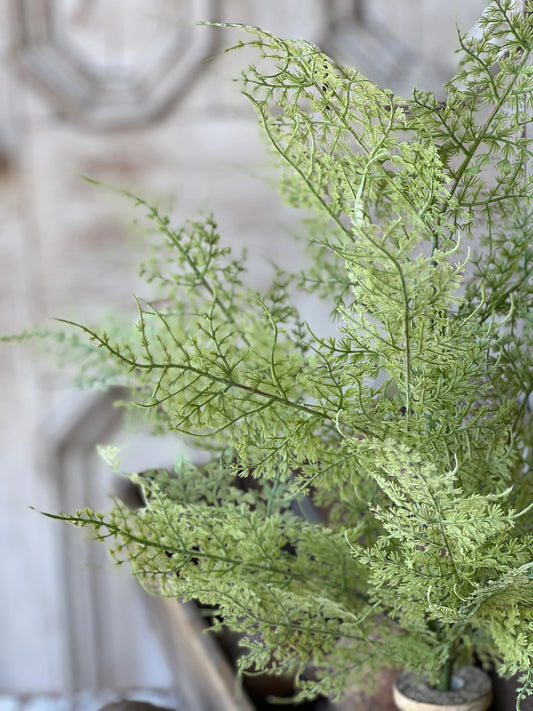 20" Scallop| Shadwell Fern Bush