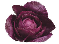 4" Faux Baby Purple Cabbage