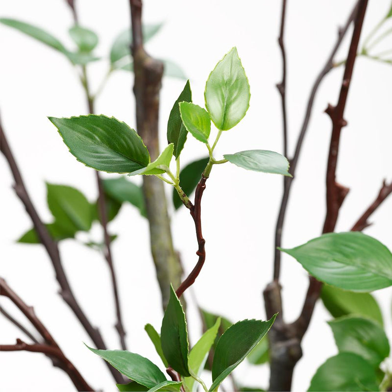 5' Cornus Tree in Terracotta Planter Green