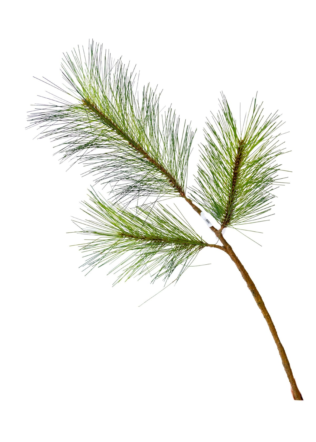 30" Green/Brown Long Needle Pine Spray (CLR)