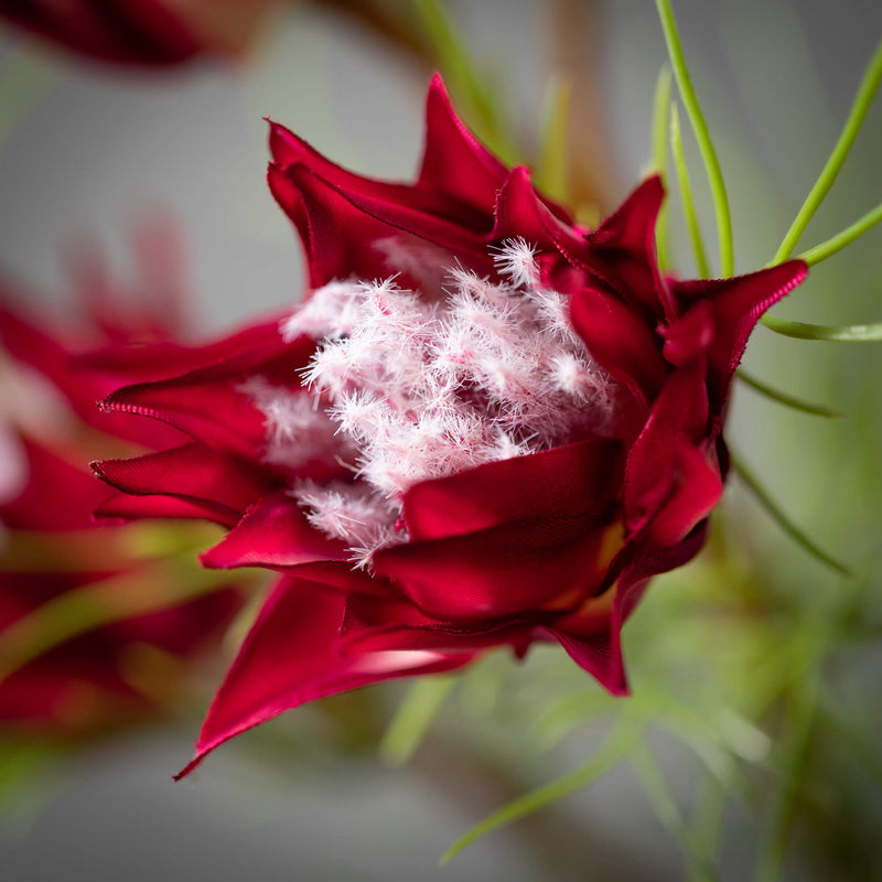 23" Burgundy Mini Protea Spray