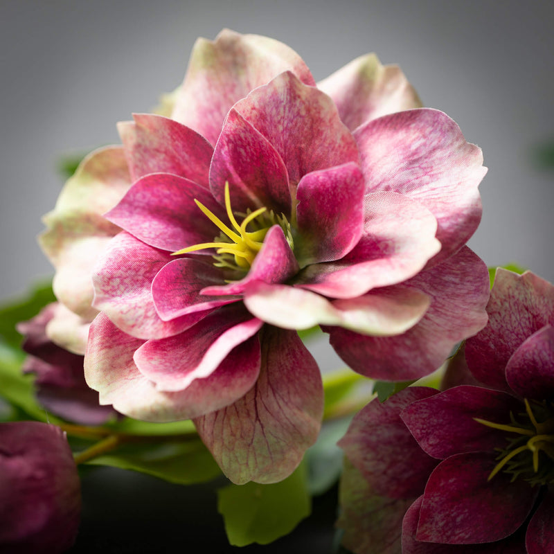 24" Burgundy Helleborus Spray