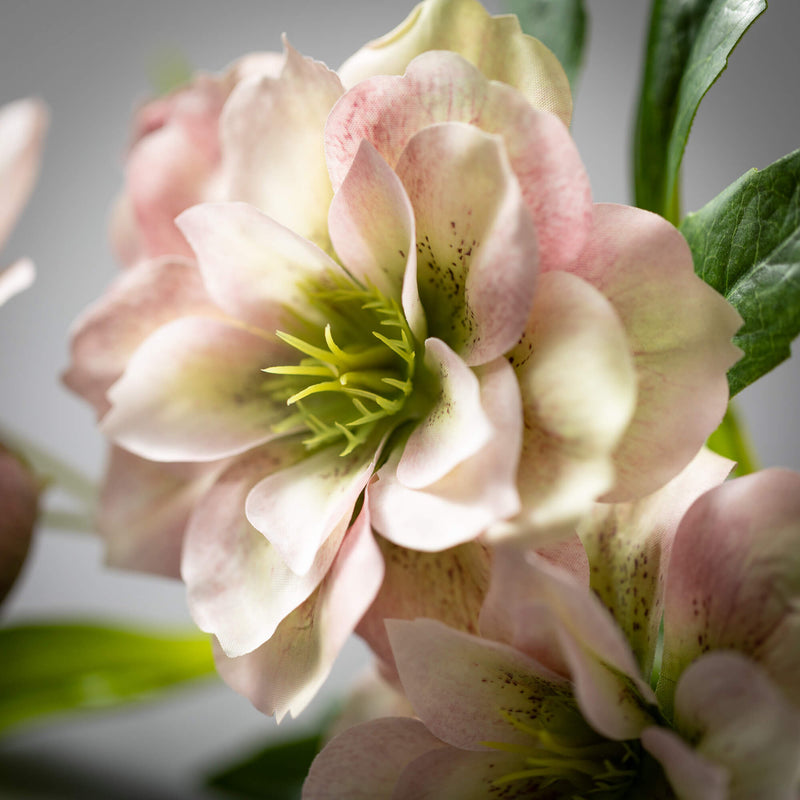 24" Pink/Green Helleborus Spray