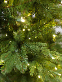 Shetland Fresh Cut Pine Christmas Tree with 5mm LED