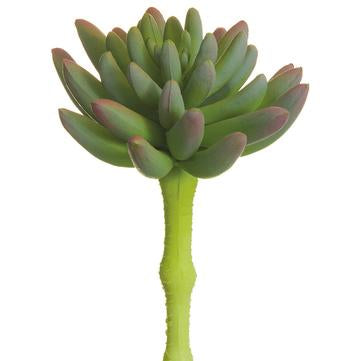 6.25" Soft Spike Aeonium Pick