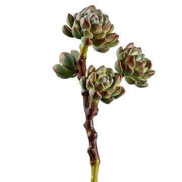 10" Hen And Chicks Pick