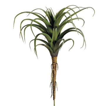 8.5" Tillandsia
