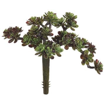 5" Sedum Pick