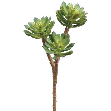 10" Mini Echeveria