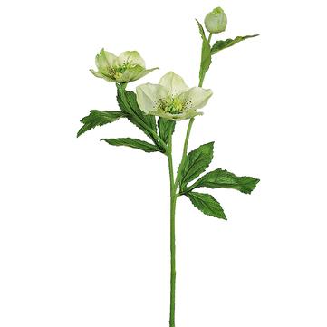 22" Cream Helleborus Spray