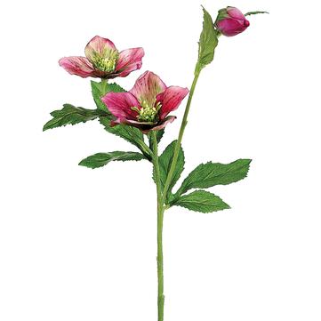 22" Pink Helleborus Spray