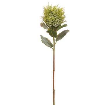 22" Light Green Protea Spray