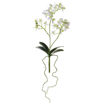 14" Mini Phalaenopsis Plant