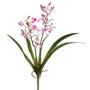 16" Mini Cattleya Orchid Plant