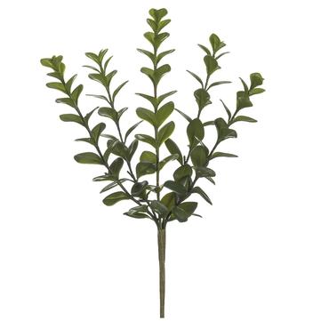 12.5" Wintergreen Boxwood Bush