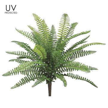 19" Uv Boston Fern Bush