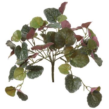 9" Senecio Mikanioides Bush